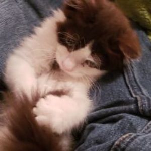 Meet your Posher, Andrea